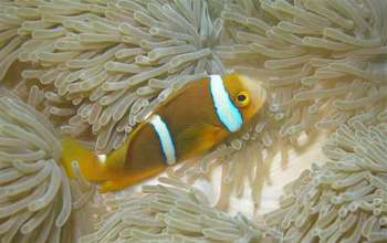 A fish resting among corals.